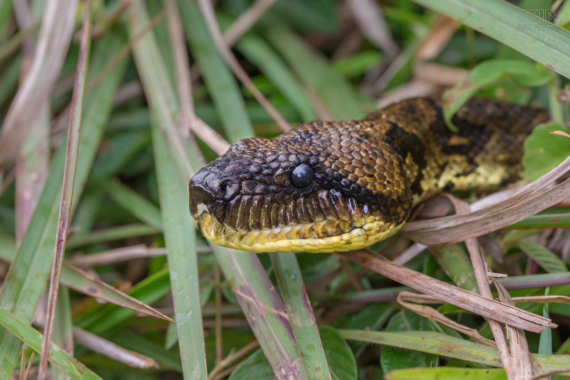 Andasibe - Malagasy tree boa Close-up of a Malagasy tree boa in Andasibe national park. The Malagasy tree boa (Sanzinia madagascariensis) is endemic and female adults can grow up to 2 meters. Males are smaller. Their diet consists of small mammals and birds. Stefan Cruysberghs